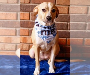 Beagle-Unknown Mix Dogs for adoption in Greenville, SC, USA