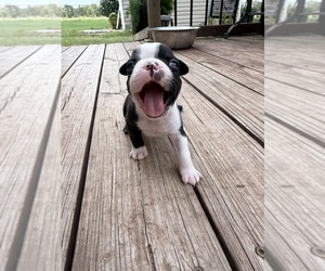 Boston Terrier Puppy for sale in FREDONIA, KS, USA