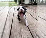 Image preview for Ad Listing. Nickname: Chip