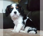 Small Photo #100 Cavalier King Charles Spaniel Puppy For Sale in HOWLAND, OH, USA