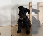 Small #4 Schnauzer (Miniature)