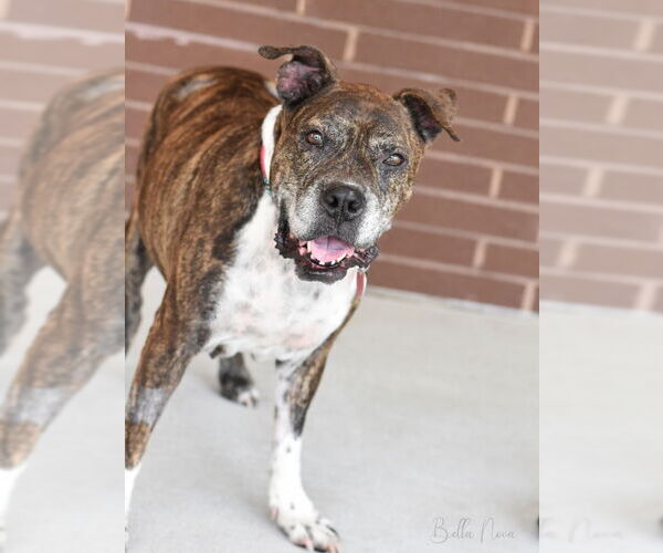 Medium Photo #13 Boxer-Unknown Mix Puppy For Sale in The Woodlands, TX, USA