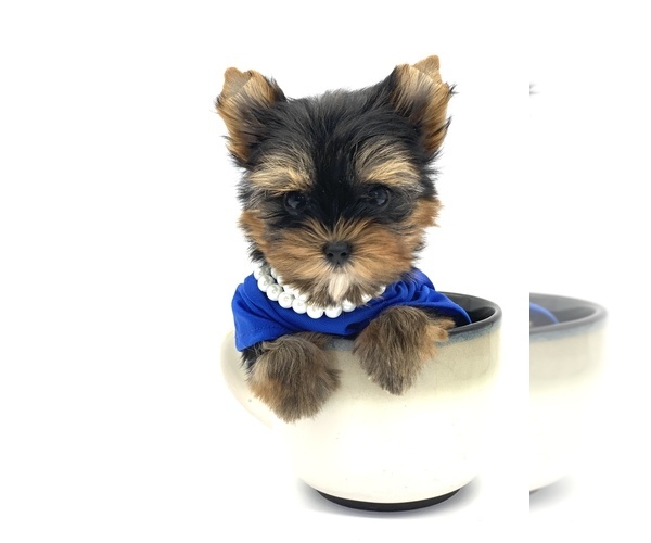 Medium Photo #2 Yorkshire Terrier Puppy For Sale in CORAL SPRINGS, FL, USA