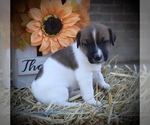 Puppy 3 Jack Russell Terrier