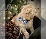 Small Photo #3 Goldendoodle Puppy For Sale in CEDAR HILL, TX, USA
