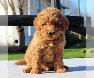 Goldendoodle-Poodle (Miniature) Mix Puppy for sale in GAP, PA, USA