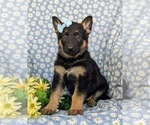 Small Photo #1 German Shepherd Dog Puppy For Sale in NORTH EAST, MD, USA