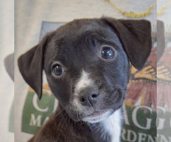 Medium Photo #2 Border Collie-Unknown Mix Puppy For Sale in Huntley, IL, USA