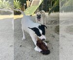 Small #8 Pug-Shiba Inu Mix