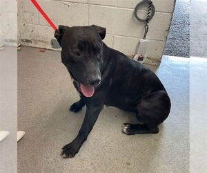 Medium Labrador Retriever Mix