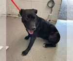 Small Labrador Retriever Mix