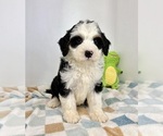 Small #4 Miniature Bernedoodle