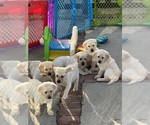Small Photo #2 Labrador Retriever Puppy For Sale in CARMICHAEL, CA, USA