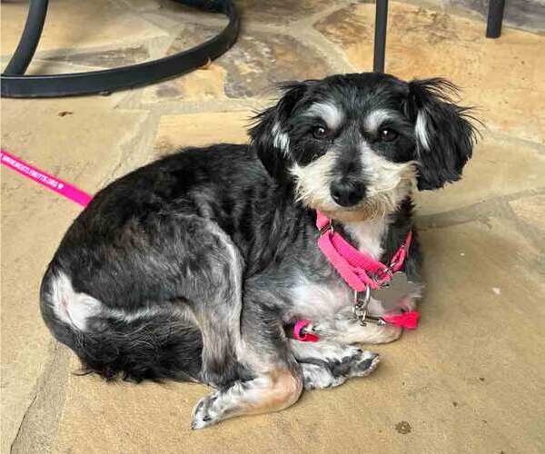 Medium Photo #3 Mutt Puppy For Sale in Kennesaw, GA, USA