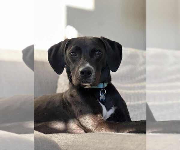 Medium Photo #1 Mutt Puppy For Sale in Springdale, PA, USA