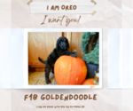 Small Photo #2 Goldendoodle Puppy For Sale in ADA, OK, USA
