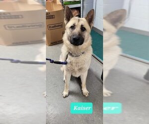 German Shepherd Dog-Unknown Mix Dogs for adoption in Richmond, IN, USA
