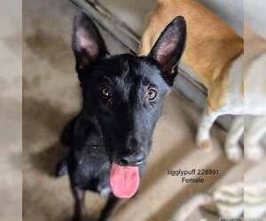 Mutt Dogs for adoption in Imlay City, MI, USA