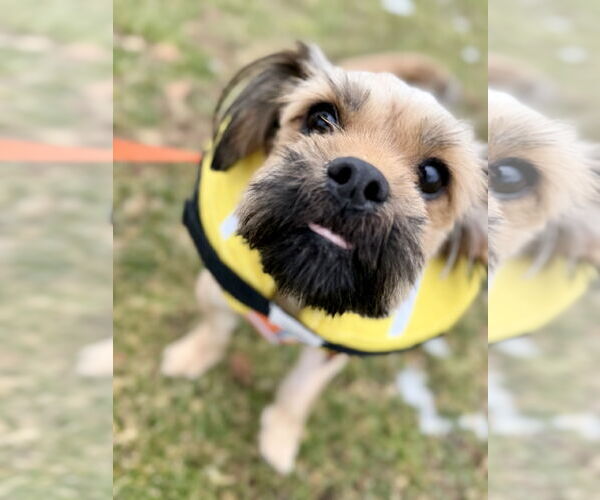 Medium Photo #4 Shiranian Puppy For Sale in Oakhurst, NJ, USA