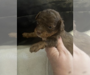 Poodle (Toy) Puppy for Sale in VENETA, Oregon USA