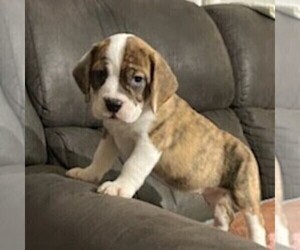 Beagle-English Bulldog Mix Puppy for sale in HOLMESVILLE, OH, USA