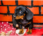 Small #10 Dachshund