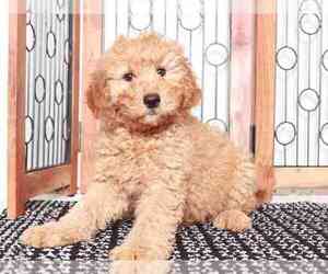 Goldendoodle (Miniature) Puppy for sale in NAPLES, FL, USA