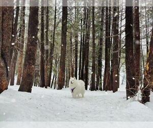 Father of the Samoyed puppies born on 09/29/2022