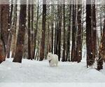 Small Photo #1 Samoyed Puppy For Sale in DALY CITY, CA, USA