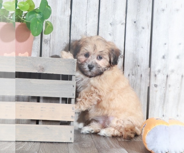 Medium Photo #4 Zuchon Puppy For Sale in MOUNT VERNON, OH, USA