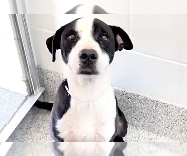 Medium Photo #2 American Pit Bull Terrier-Unknown Mix Puppy For Sale in Houston, TX, USA