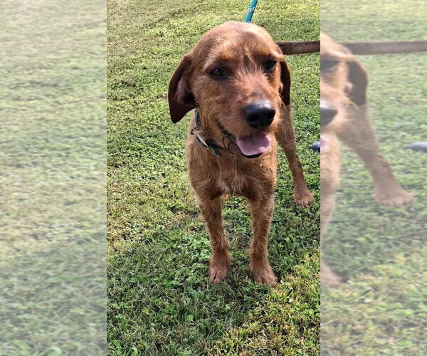 Medium Photo #6 Airedale Terrier-Redbone Coonhound Mix Puppy For Sale in Monterey, VA, USA