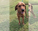 Small #5 Airedale Terrier-Redbone Coonhound Mix