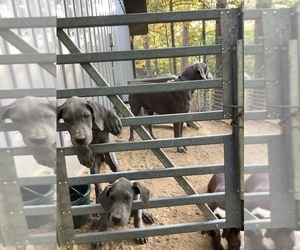 Great Dane Puppy for sale in BENTON, AR, USA
