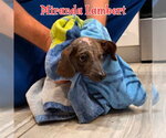 Small #22 Dachshund