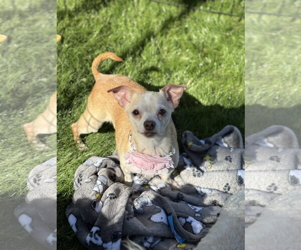 Medium Photo #2 Chihuahua-Unknown Mix Puppy For Sale in Phoenix, AZ, USA