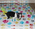 Small Photo #4 Boston Terrier Puppy For Sale in ORO VALLEY, AZ, USA