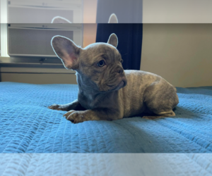 French Bulldog Puppy for sale in LYNBROOK, NY, USA