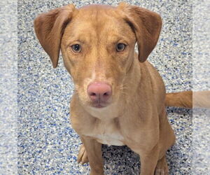 Mutt Dogs for adoption in Shelburne, VT, USA