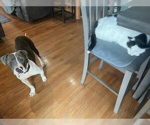 Gravity - Male Mutt Dog for Adoption - Photo #4