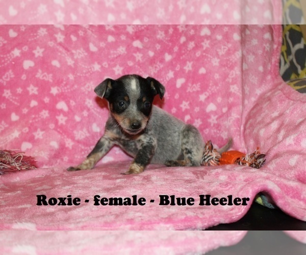 Medium Photo #1 Australian Cattle Dog-Rat Terrier Mix Puppy For Sale in CLARKRANGE, TN, USA