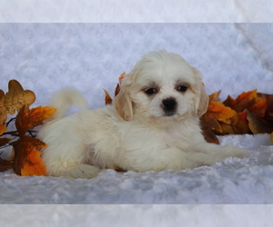 Shih Tzu Puppy for sale in SHILOH, OH, USA