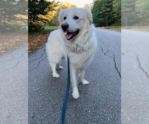 Great Pyrenees-Unknown Mix Dogs for adoption in Croydon, NH, USA