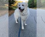 Small Great Pyrenees Mix