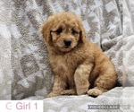 Small Photo #3 Goldendoodle (Miniature) Puppy For Sale in MULBERRY, FL, USA