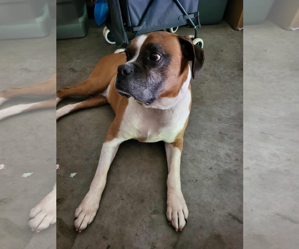 Medium Photo #4 Boxer Puppy For Sale in Burnsville, MN, USA