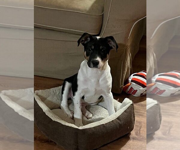 Medium Photo #12 Jack Russell Terrier-Unknown Mix Puppy For Sale in New York, NY, USA