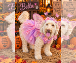 Bella Doodle - Female Aussiedoodle Miniature  Dog for Adoption - Small photo
