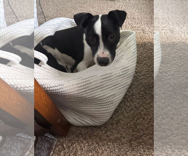Medium Photo #4 Mutt Puppy For Sale in Germantown, OH, USA