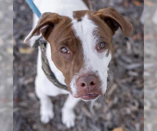 Medium Photo #12 Pointer-Unknown Mix Puppy For Sale in San Diego, CA, USA